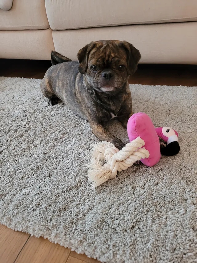 Bürohund Lotte